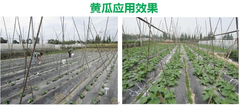 氨基寡糖素 - 植物的免疫衛(wèi)士，根結(jié)線蟲的克星