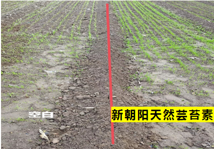 小麥拌種選新朝陽天然蕓苔素，讓小麥高產(chǎn)贏在起跑線上！（小麥在什么時(shí)候用蕓苔素效果最佳）